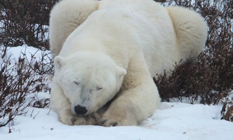 Polar Bear in Churchill