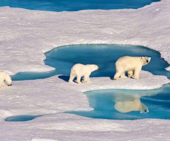 Polar Bear Tours Polar Bear Watching Swoop Arctic
