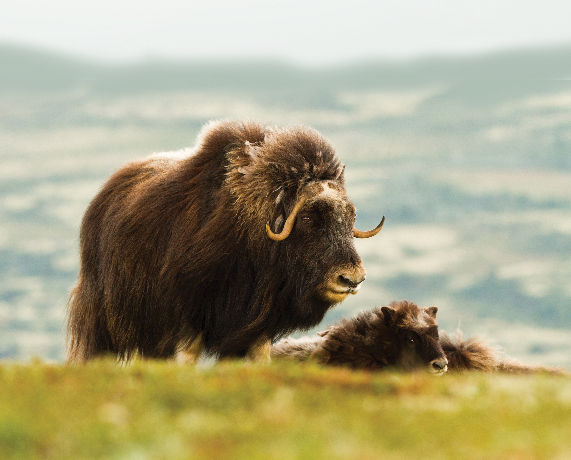 baffin muskox