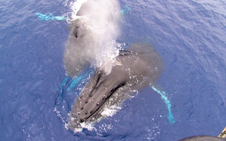 北极动物和野生动物