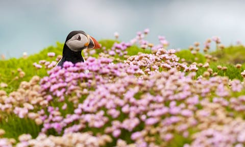 AUR_4_AUR_RTD_PUFFIN
