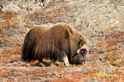 北极动物和野生动物