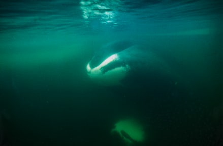 北极动物和野生动物
