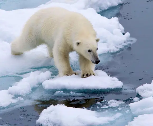 Polar Bear Tours Polar Bear Watching Swoop Arctic