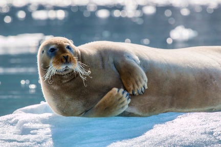 Photography in the Arctic