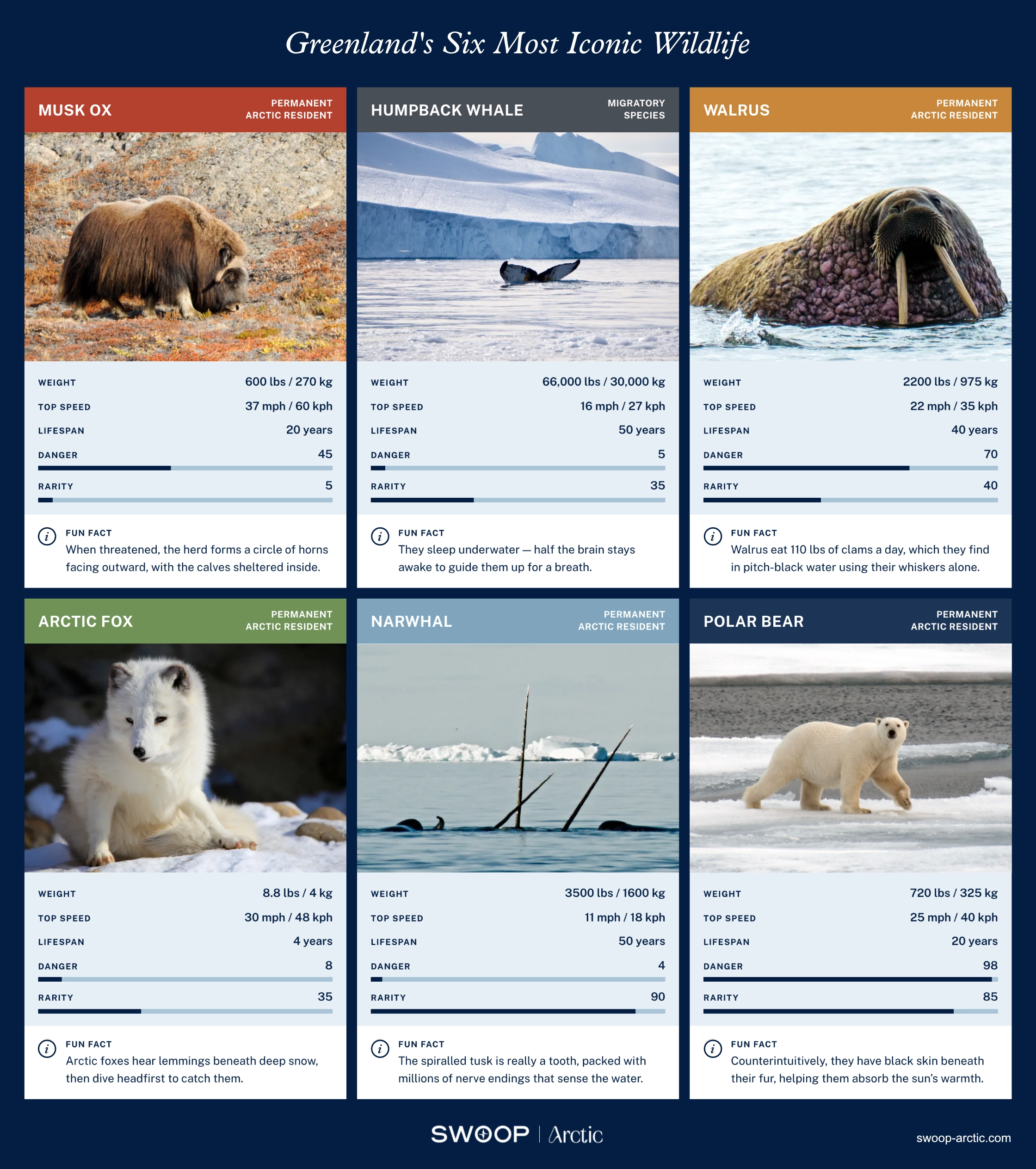 Greenland Wildlife