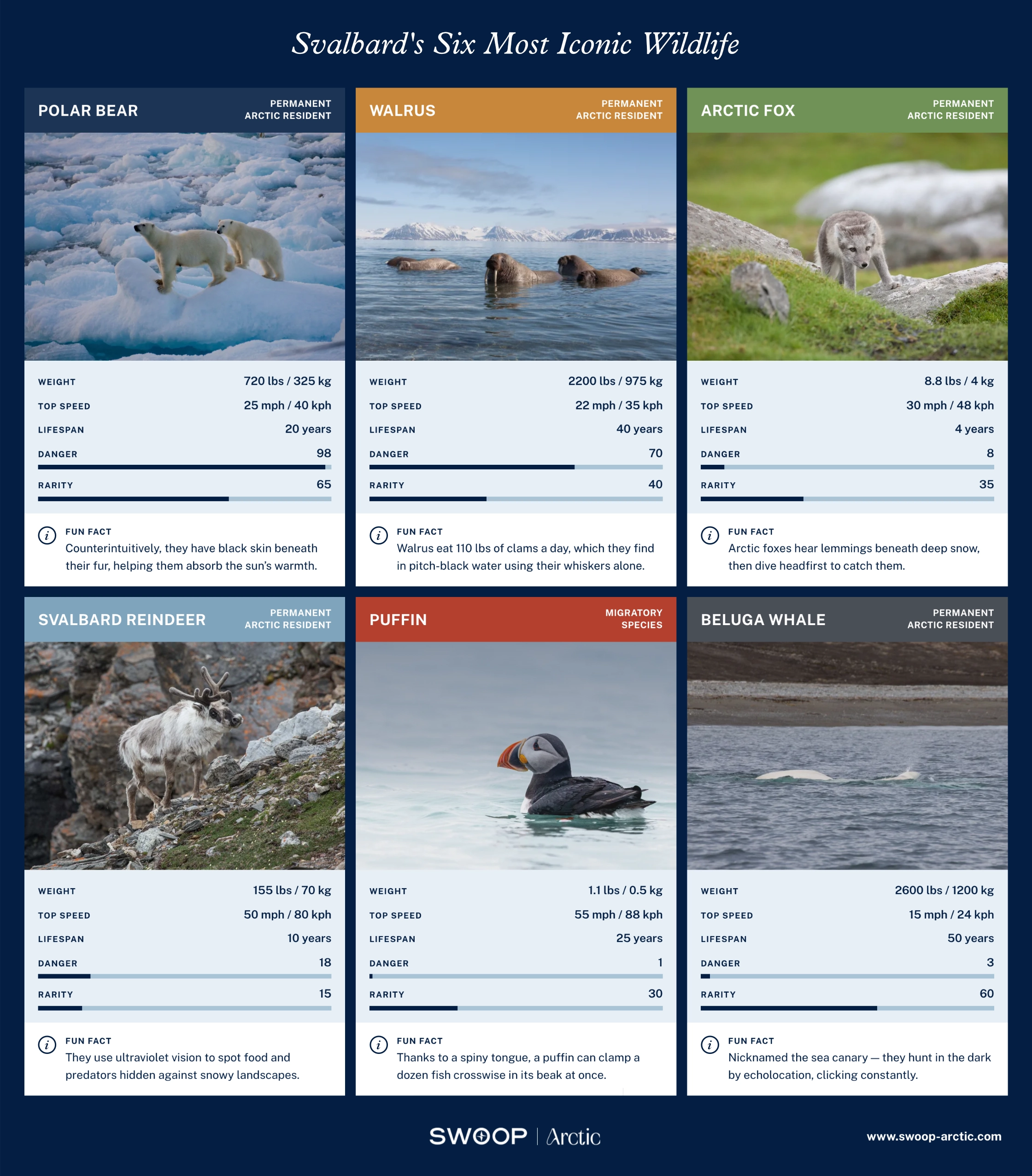 Svalbard Wildlife