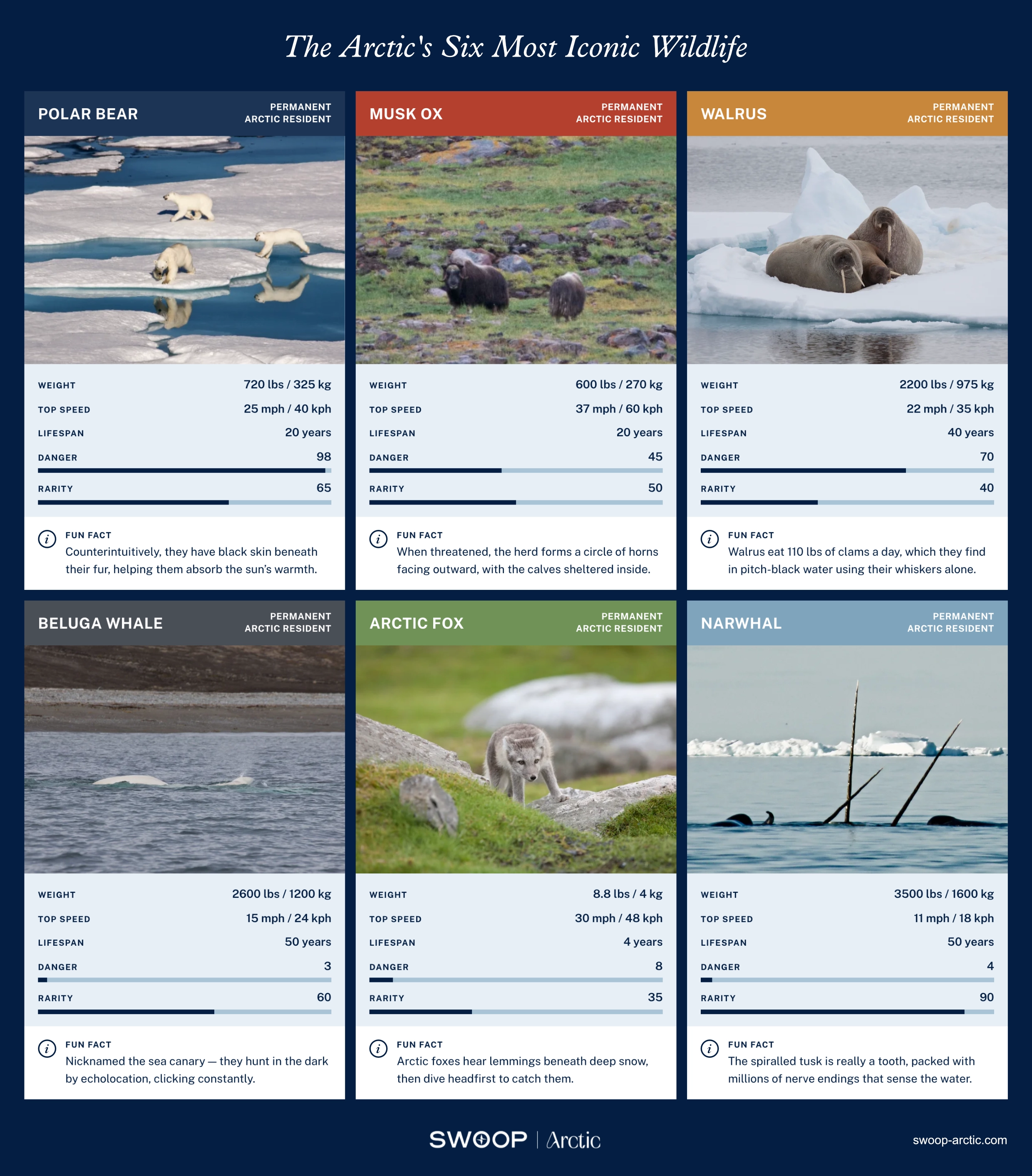 Arctic Animals & Wildlife