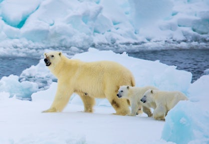 Photography in the Arctic
