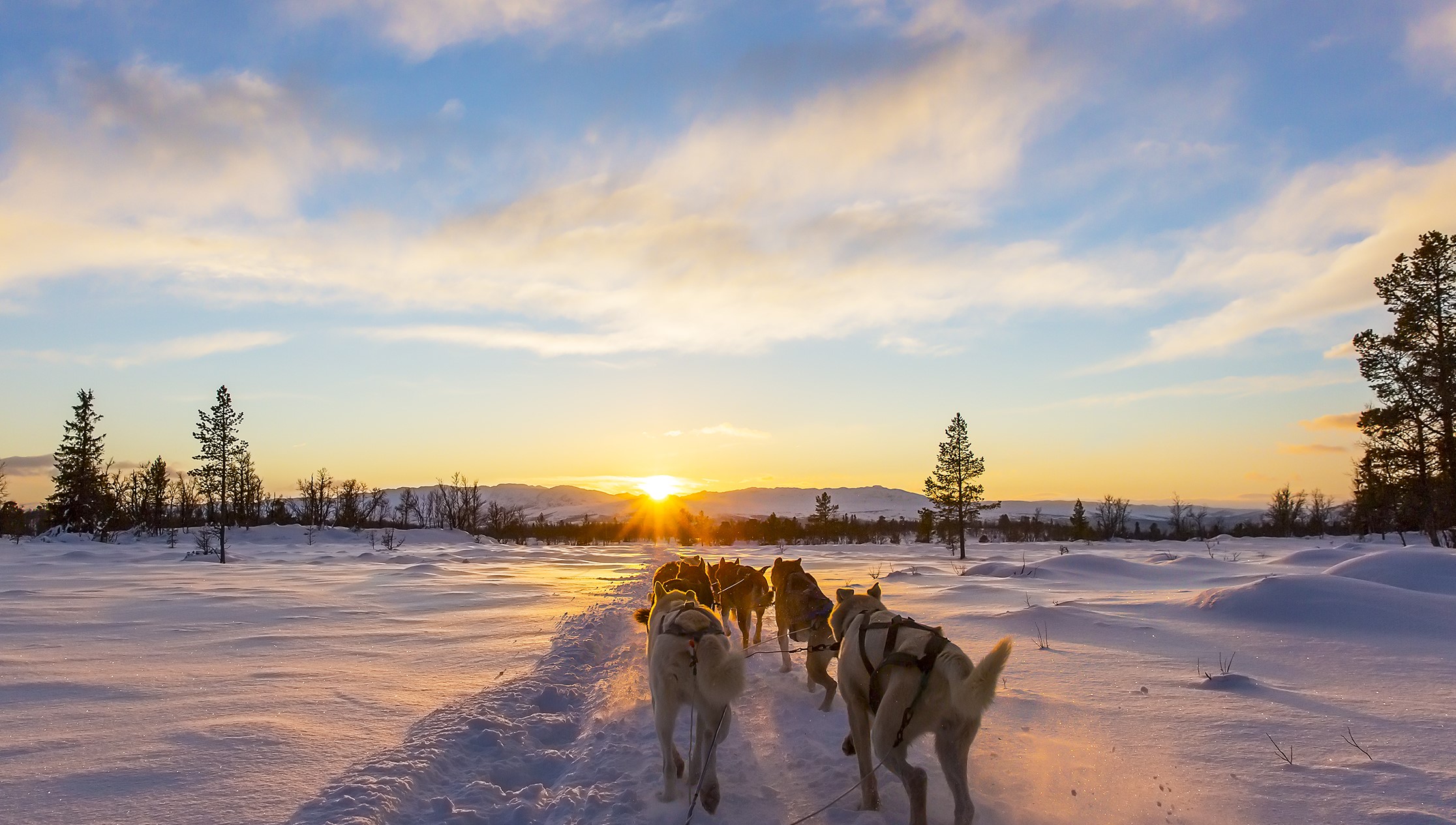 Dog Sledding In The Arctic Swoop Arctic