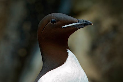 北极动物和野生动物
