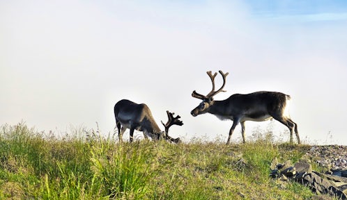 北极动物和野生动物